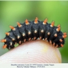 zerynthia caucasica larva5c